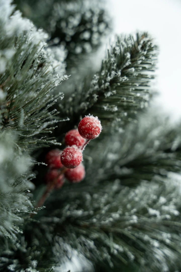 Umjetni Bor Christmas Carol 4
