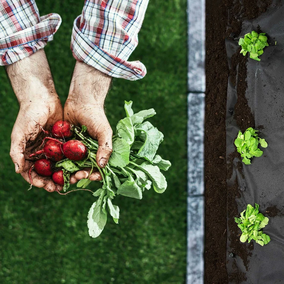 Vrtni agrotekstil 0,8 m × 50 m + 50 Plonos klinova_4