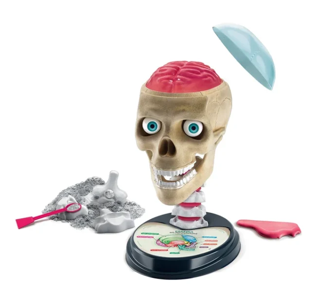 Znanstveno-zabavni ludi komplet za anatomiju na poljskom jeziku Clementoni 50697_2